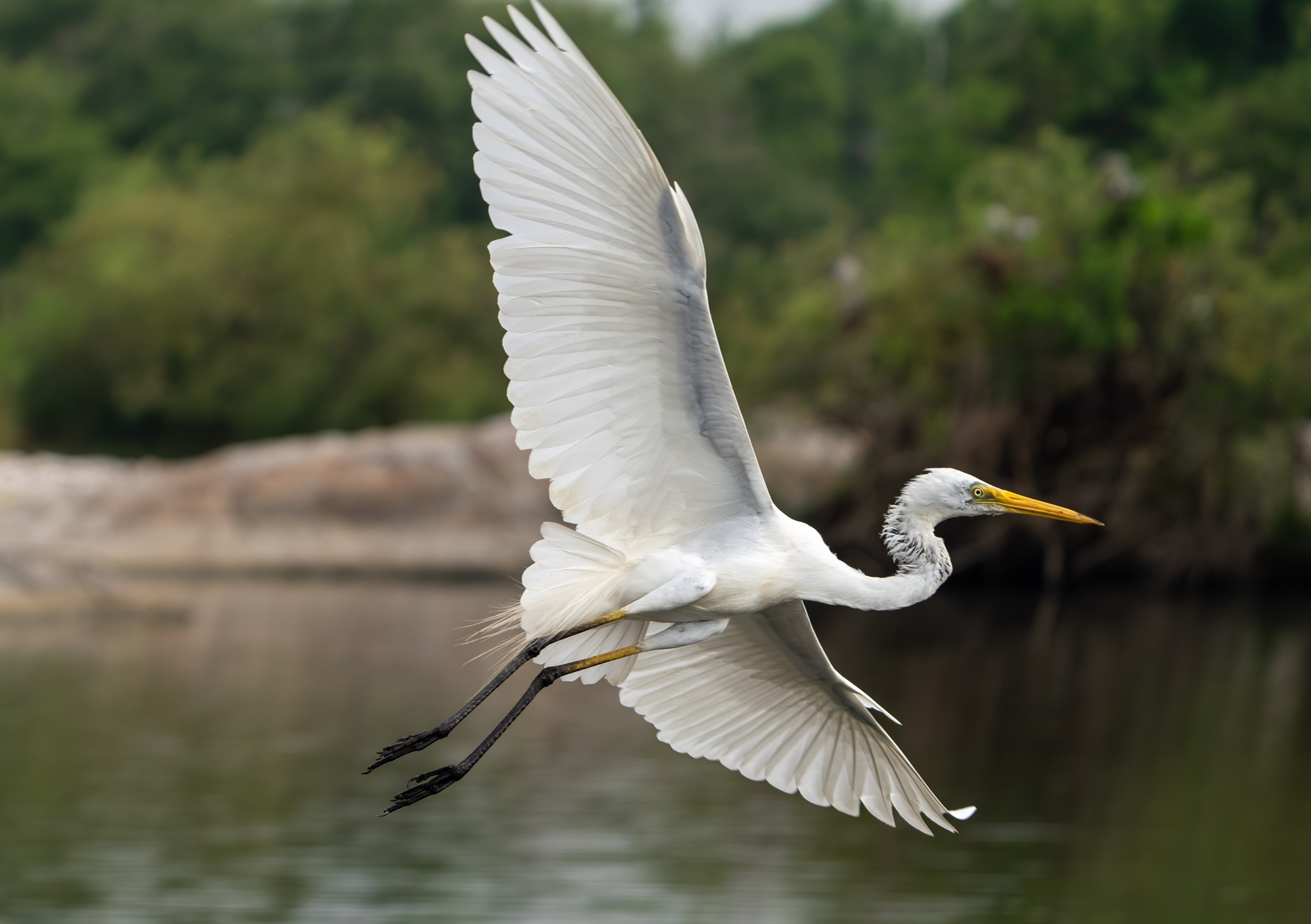 Basin Landing Airboat and Swamp Tour | AN AIRBOAT SWAMP TOUR VS. A TRADITIONAL SWAMP BOAT TOUR