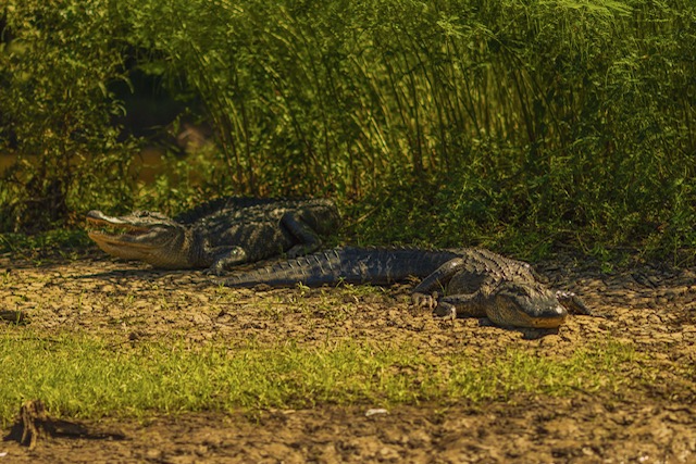 Basin Landing Airboat and Swamp Tour | AN AIRBOAT SWAMP TOUR VS. A TRADITIONAL SWAMP BOAT TOUR