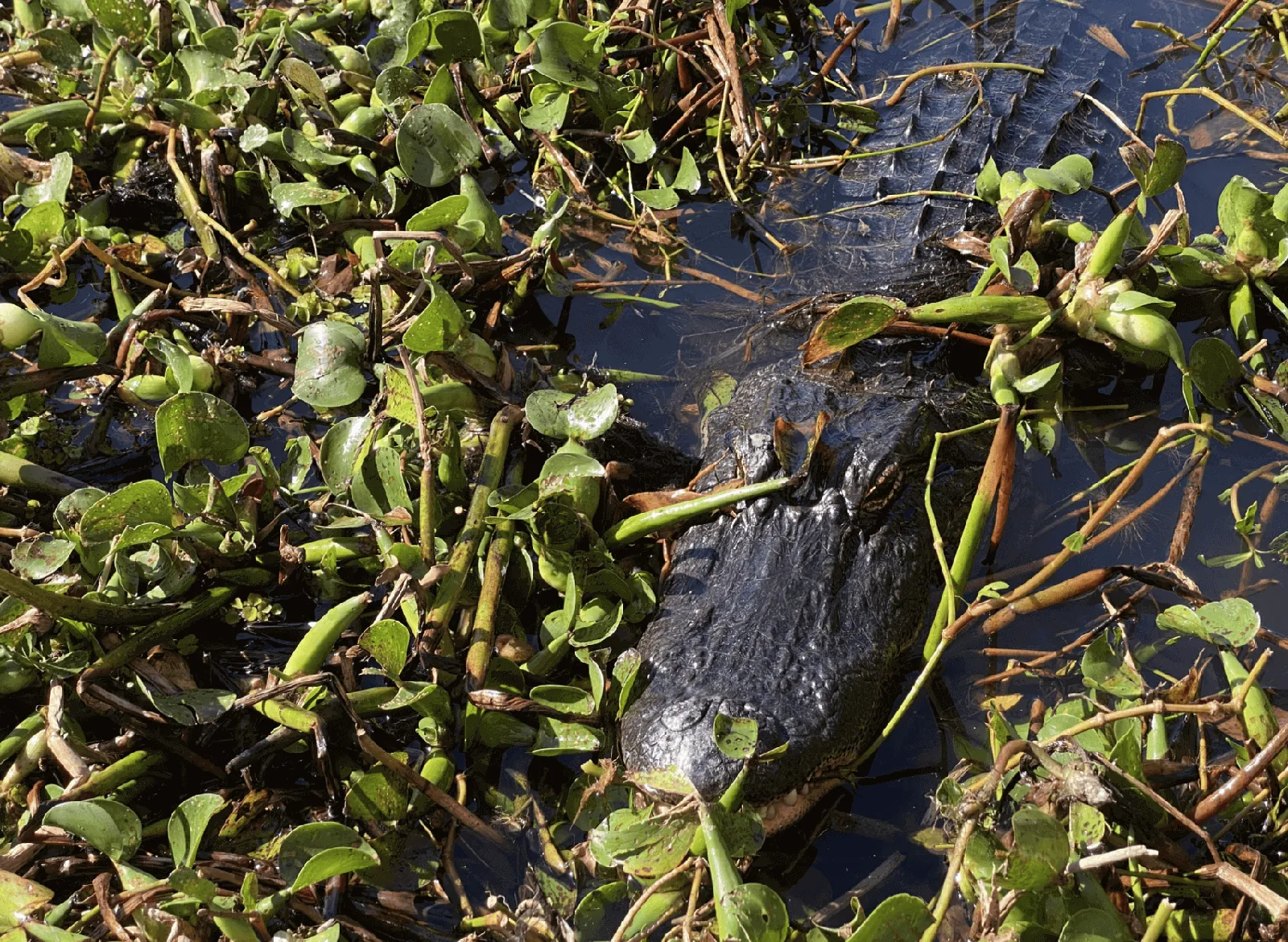 Atchafalaya Basin Landing Gator