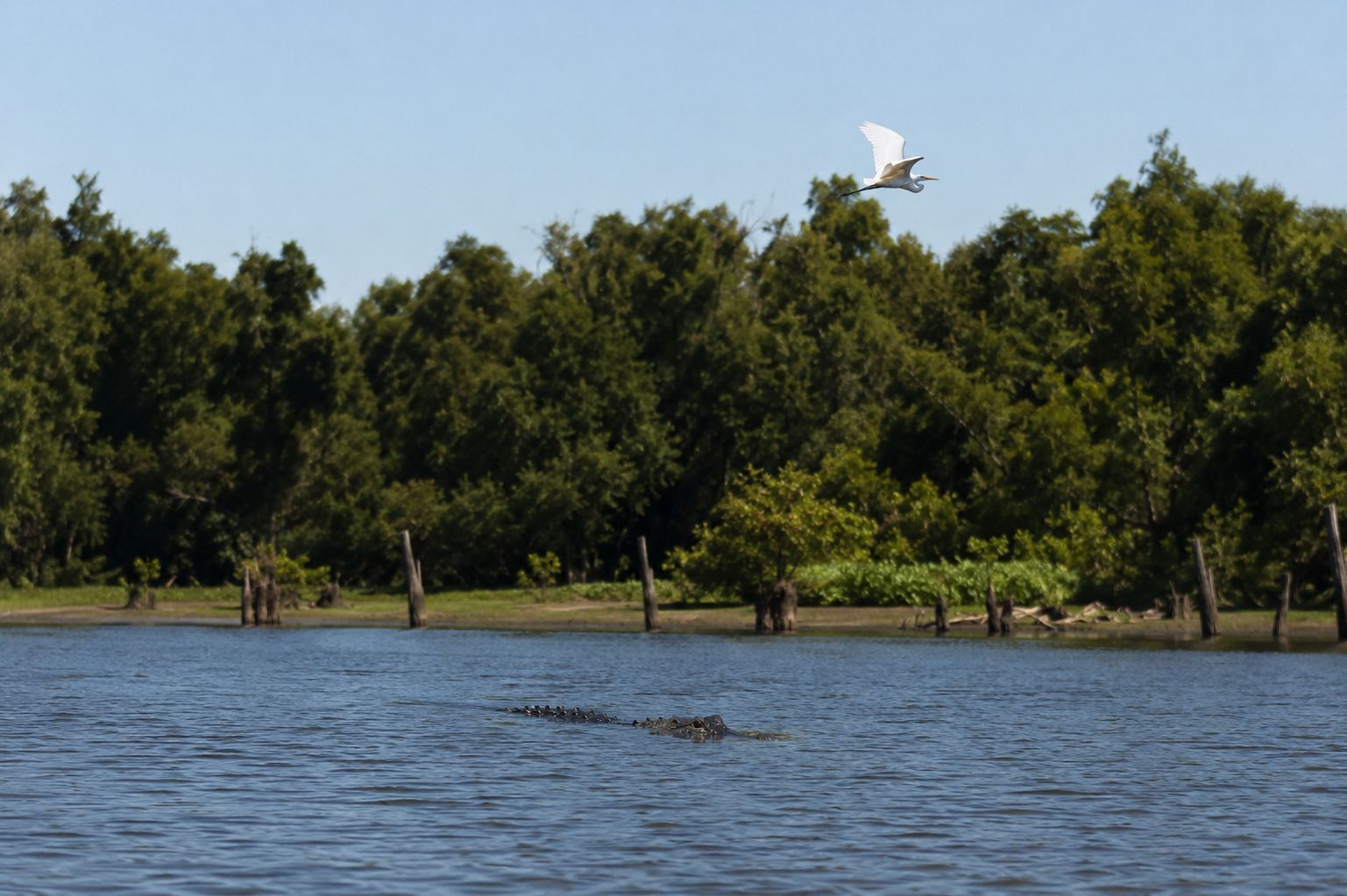 Meet the Locals: The Wildlife That Calls the Atchafalaya Basin Home | Basin Landing Airboat and Swamp Tour