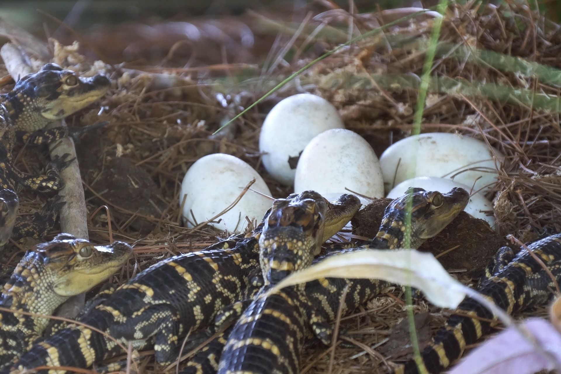 Alligator Nesting Season: What You Need to Know | Basin Landing Airboat and Swamp Tour