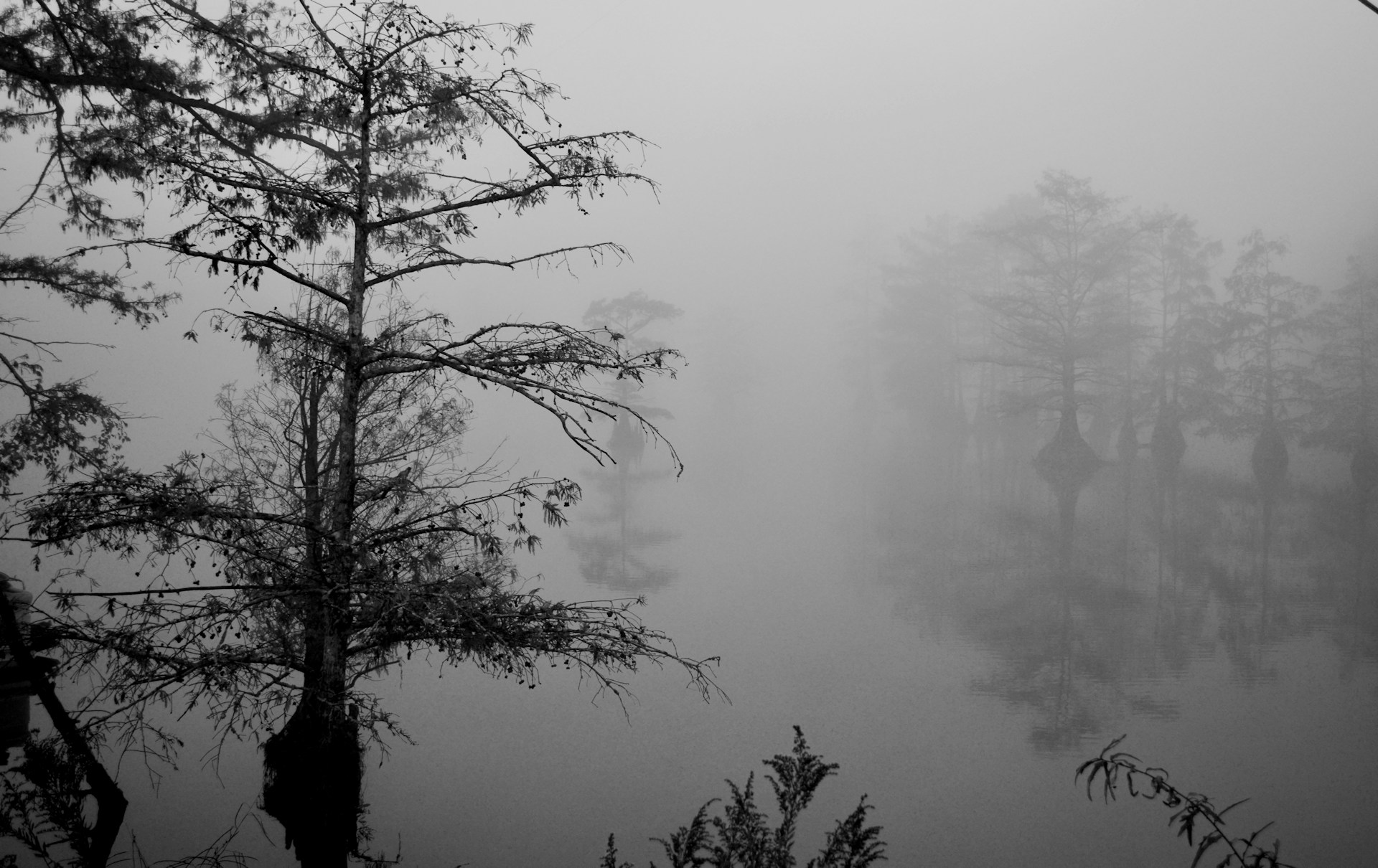 The Rougarou: Louisiana’s Legendary Swamp Werewolf | Basin Landing Airboat and Swamp Tour