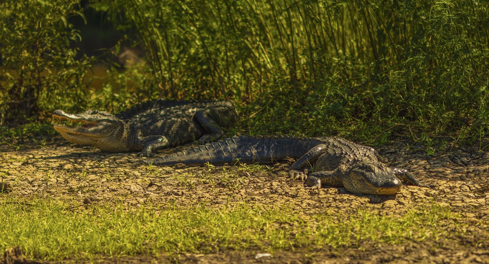 New Year, New Adventure: Explore the Wild Wonders of the Atchafalaya Basin with Basin Landing Swamp Tours | Basin Landing Airboat and Swamp Tour