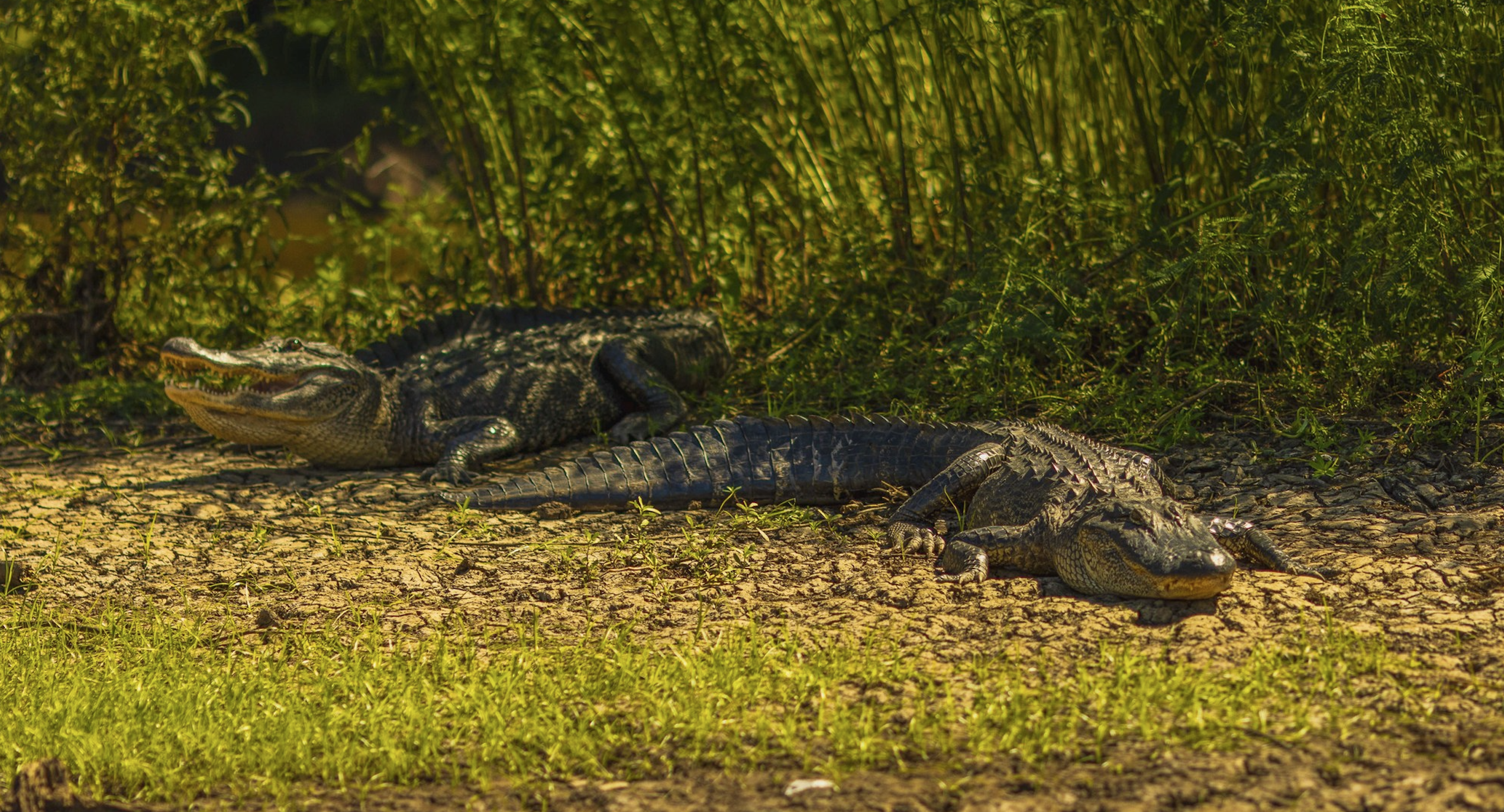 Basin Landing Airboat and Swamp Tour | AN AIRBOAT SWAMP TOUR VS. A TRADITIONAL SWAMP BOAT TOUR