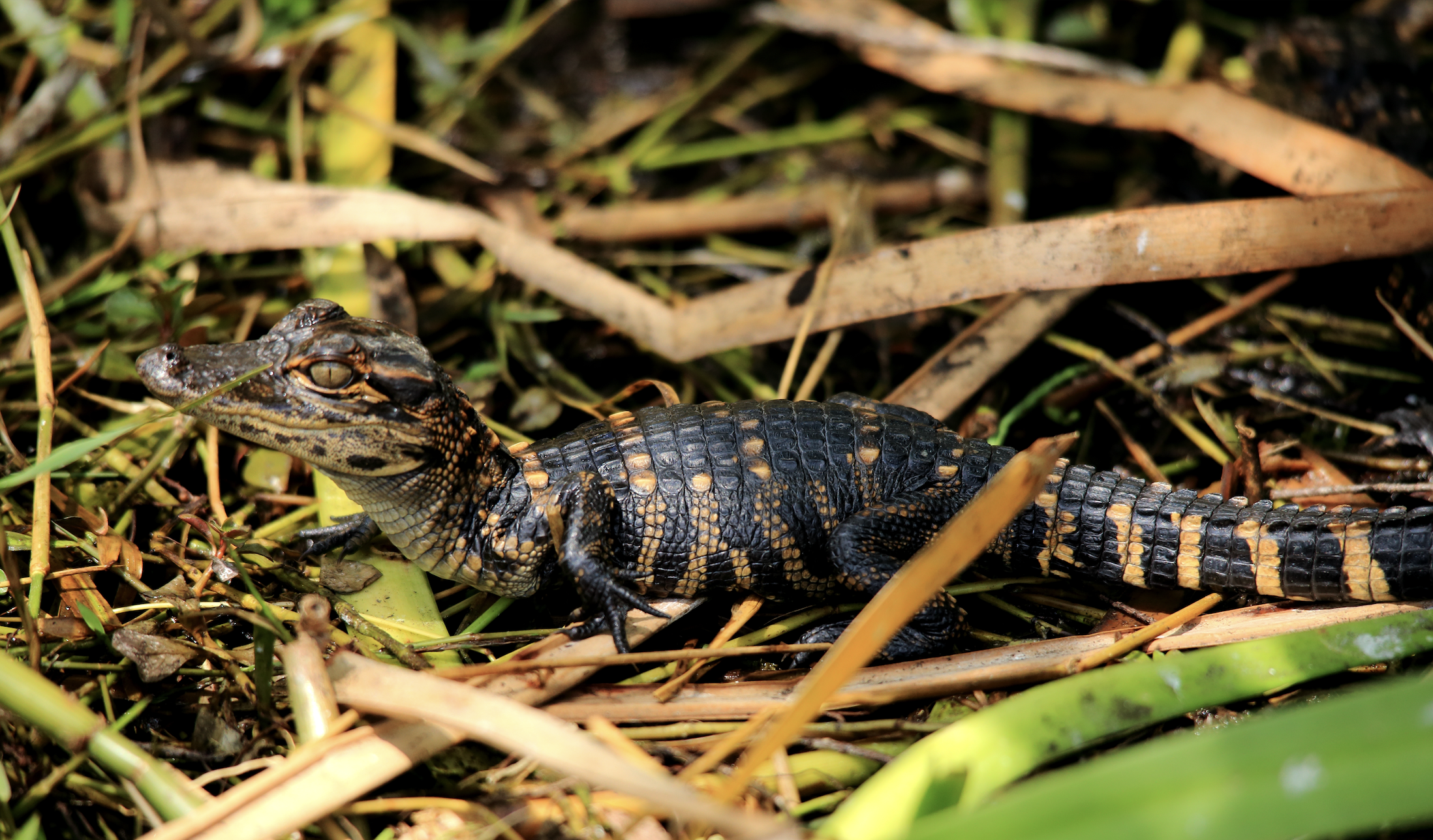 It’s Alligator Hatching Season in Louisiana’s Atchafalaya Basin | Basin Landing Airboat and Swamp Tour